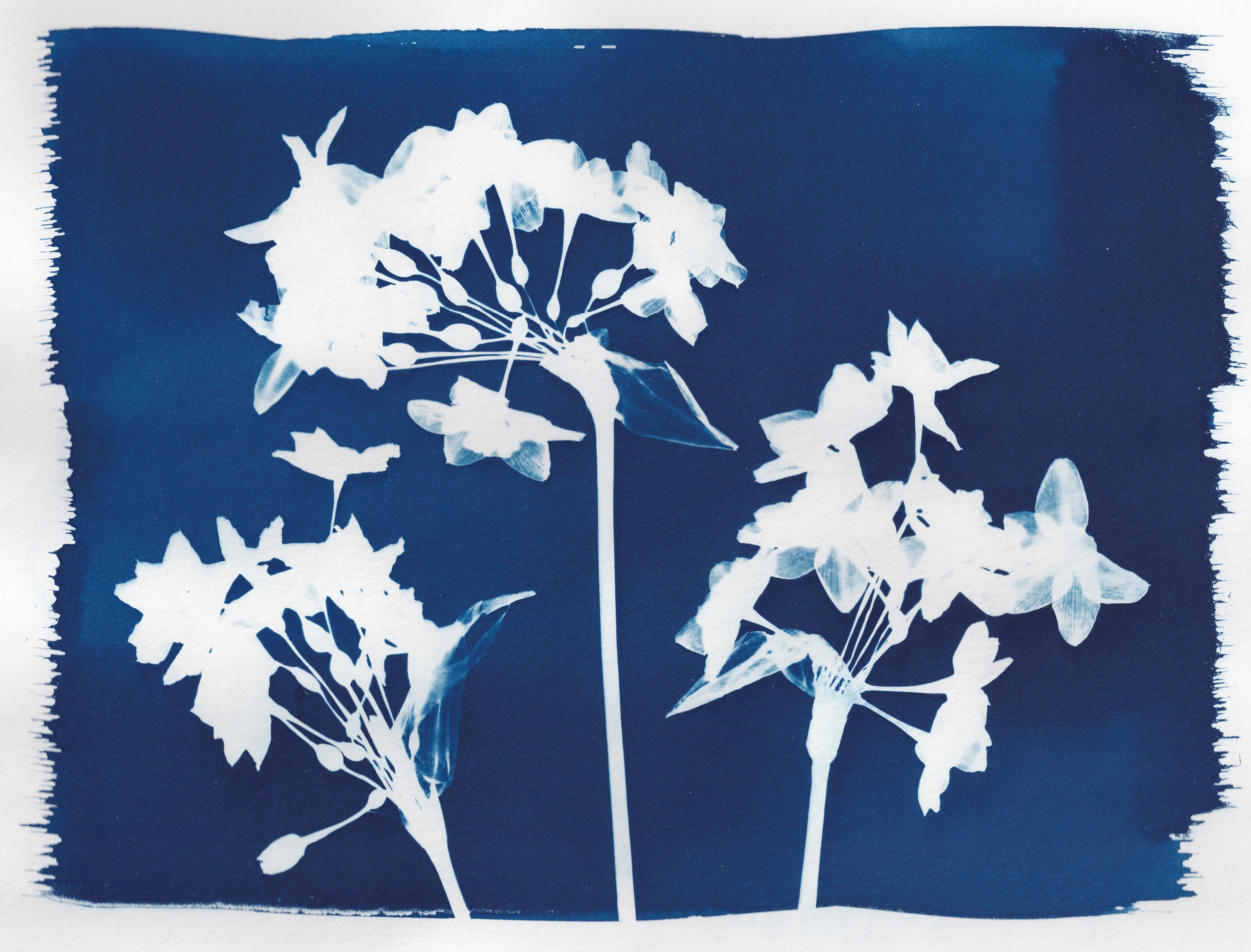 Paperwhites cyanotype showing the final dried result
